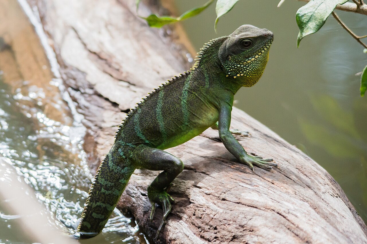 Asian Water Dragon reference