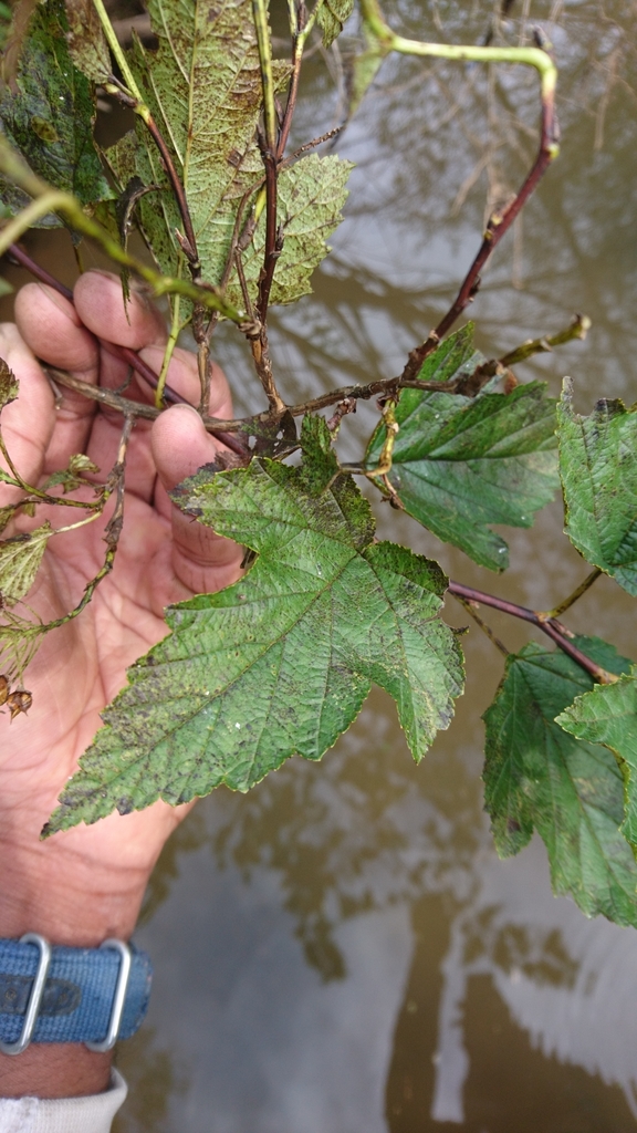 common ninebark reference