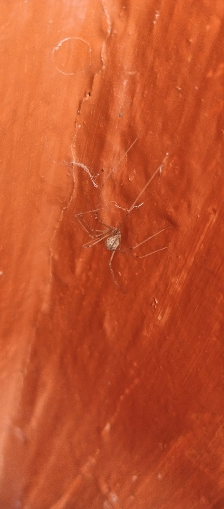 Short-bodied Cellar Spider reference