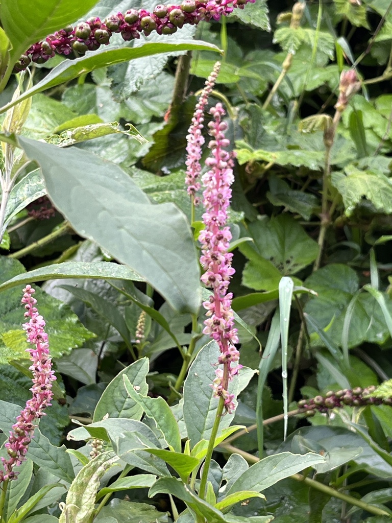 Tropical Pokeweed reference