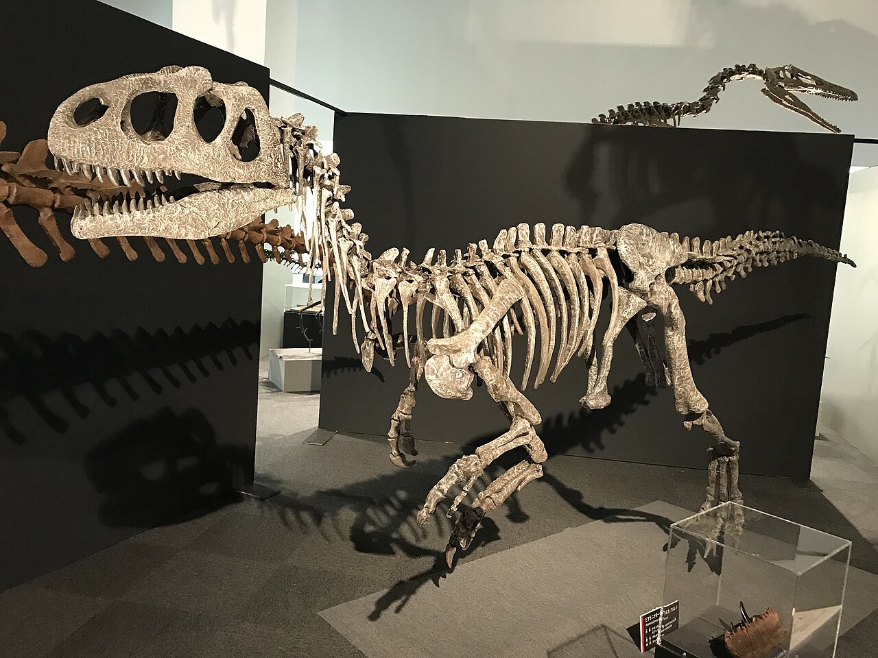 Piatnitzkysaurus floresi reference