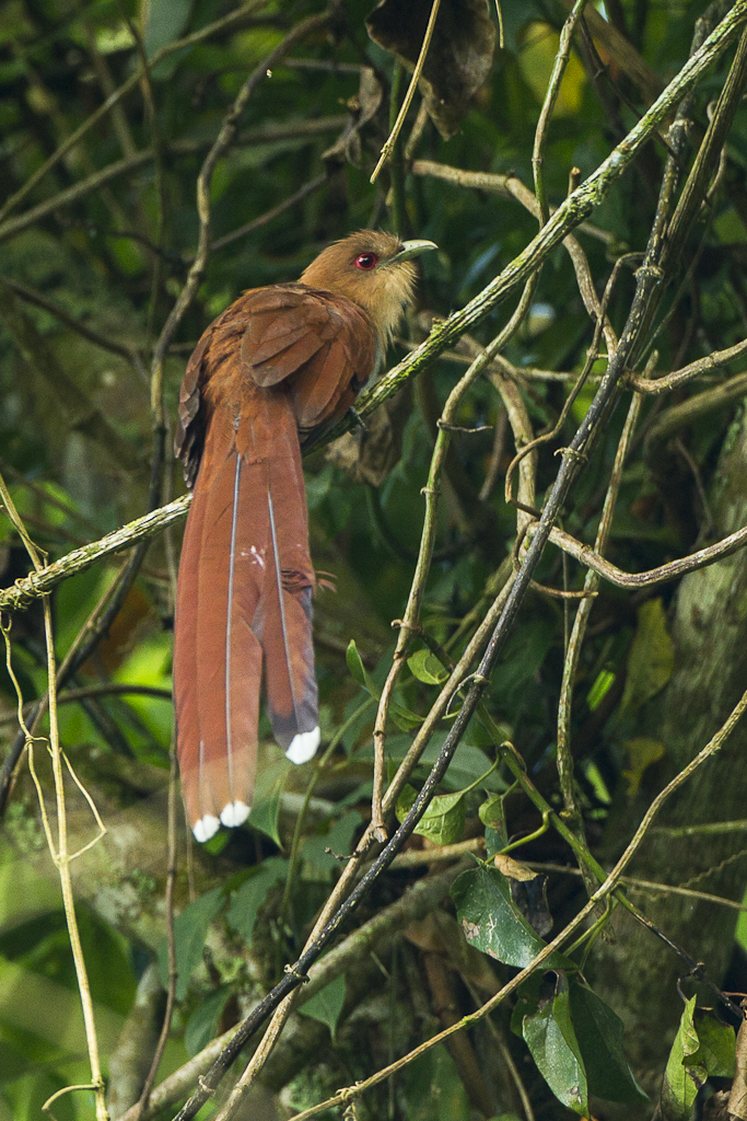 Squirrel Cuckoo reference