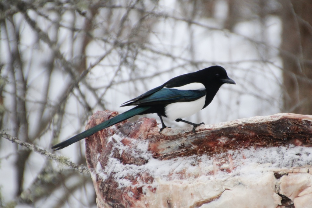Black-billed Magpie reference
