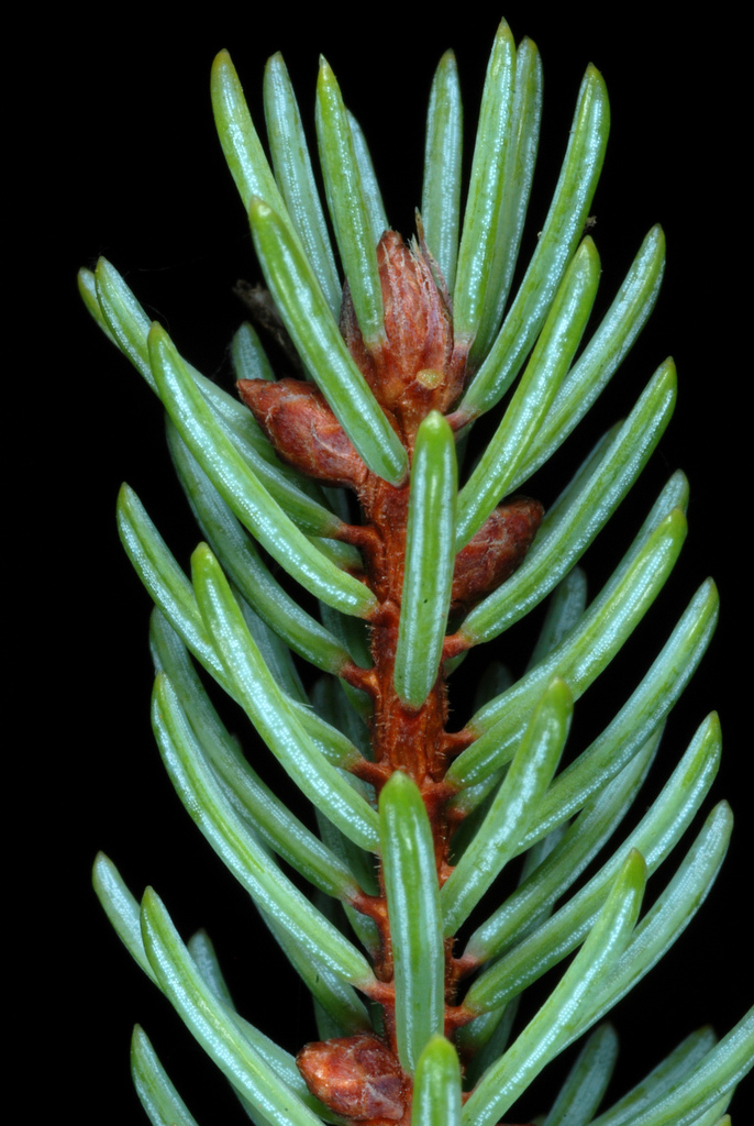 Black Spruce reference