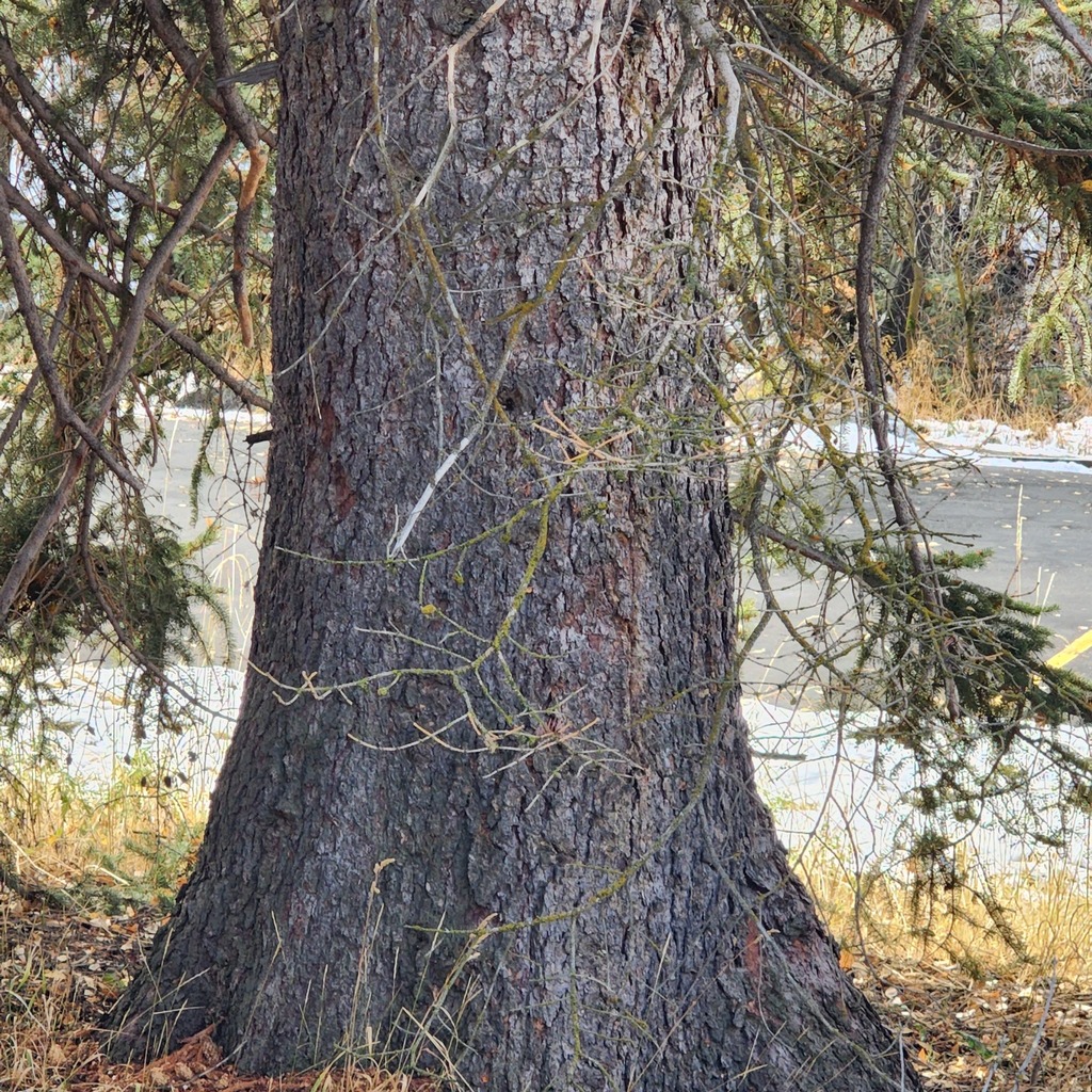 Blue Spruce reference