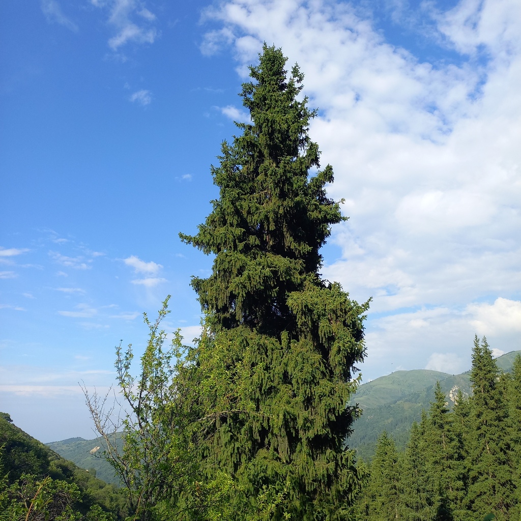 Schrenk's spruce reference