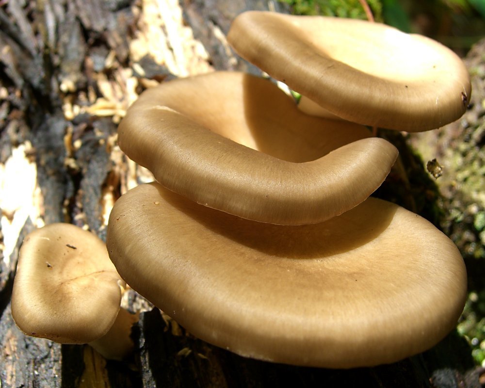 Bay Polypore reference
