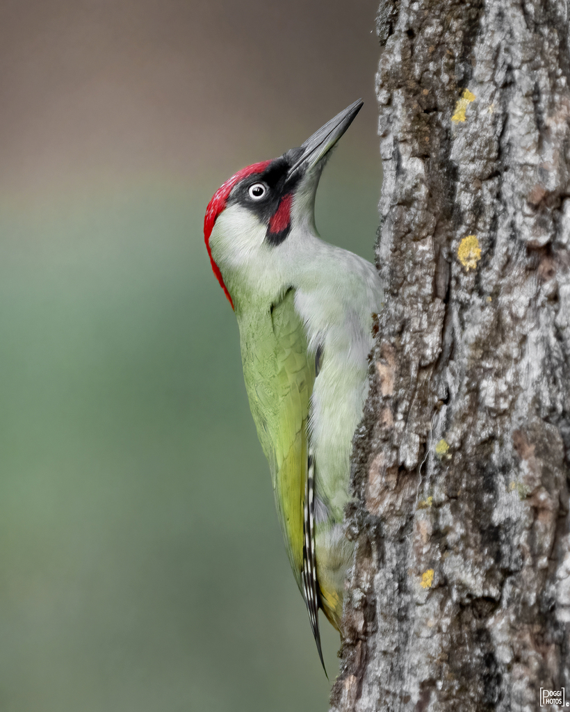 European Green Woodpecker reference