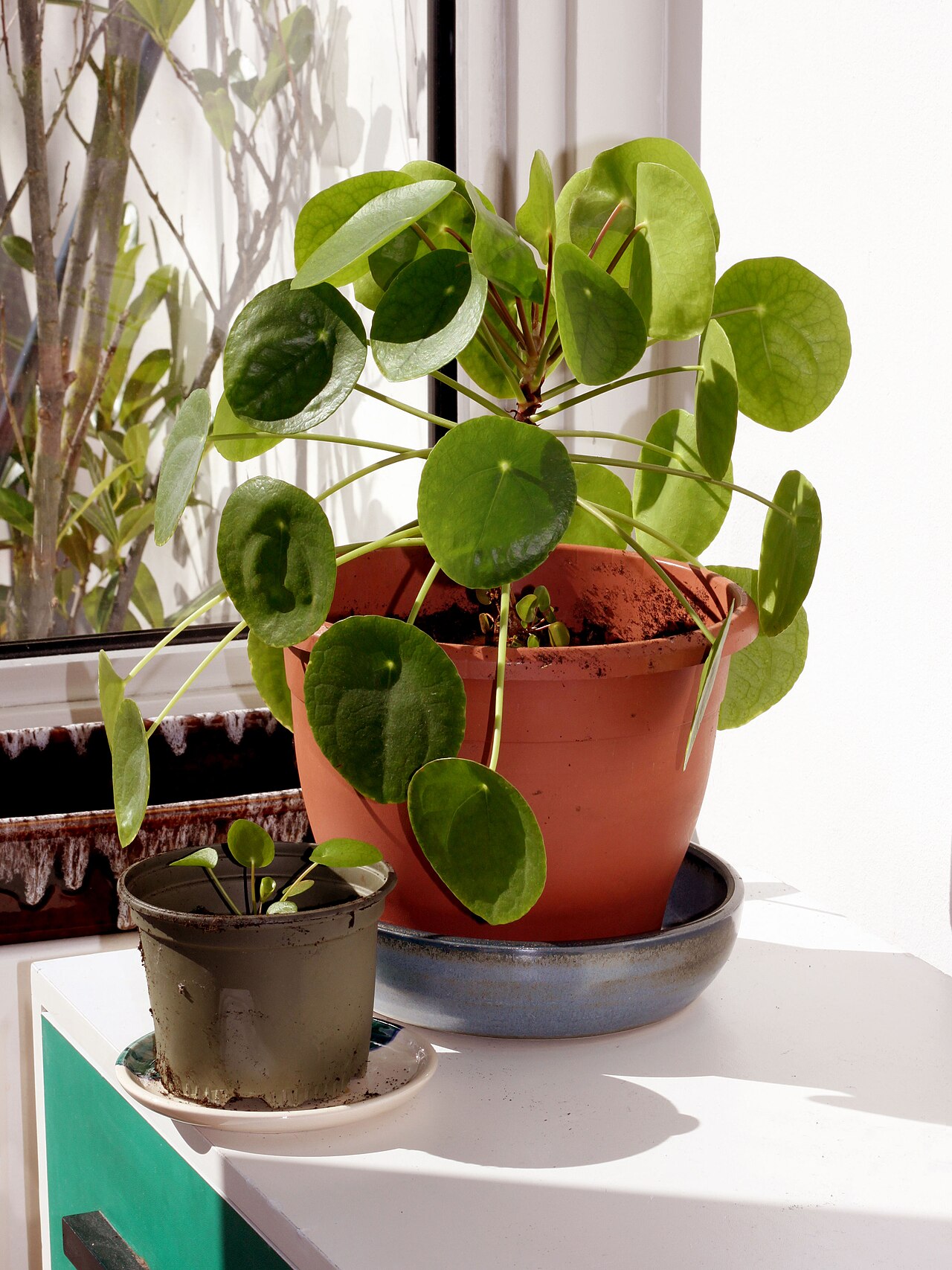 Chinese money plant reference