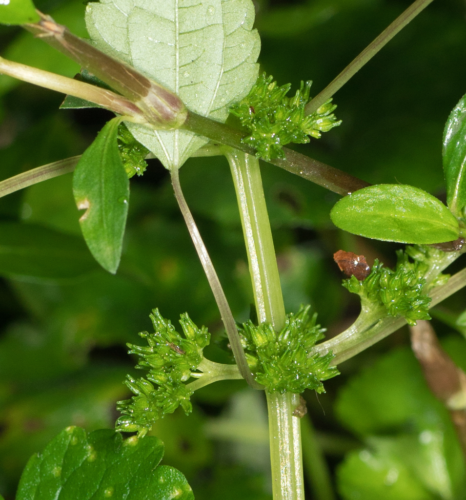 Canada clearweed reference