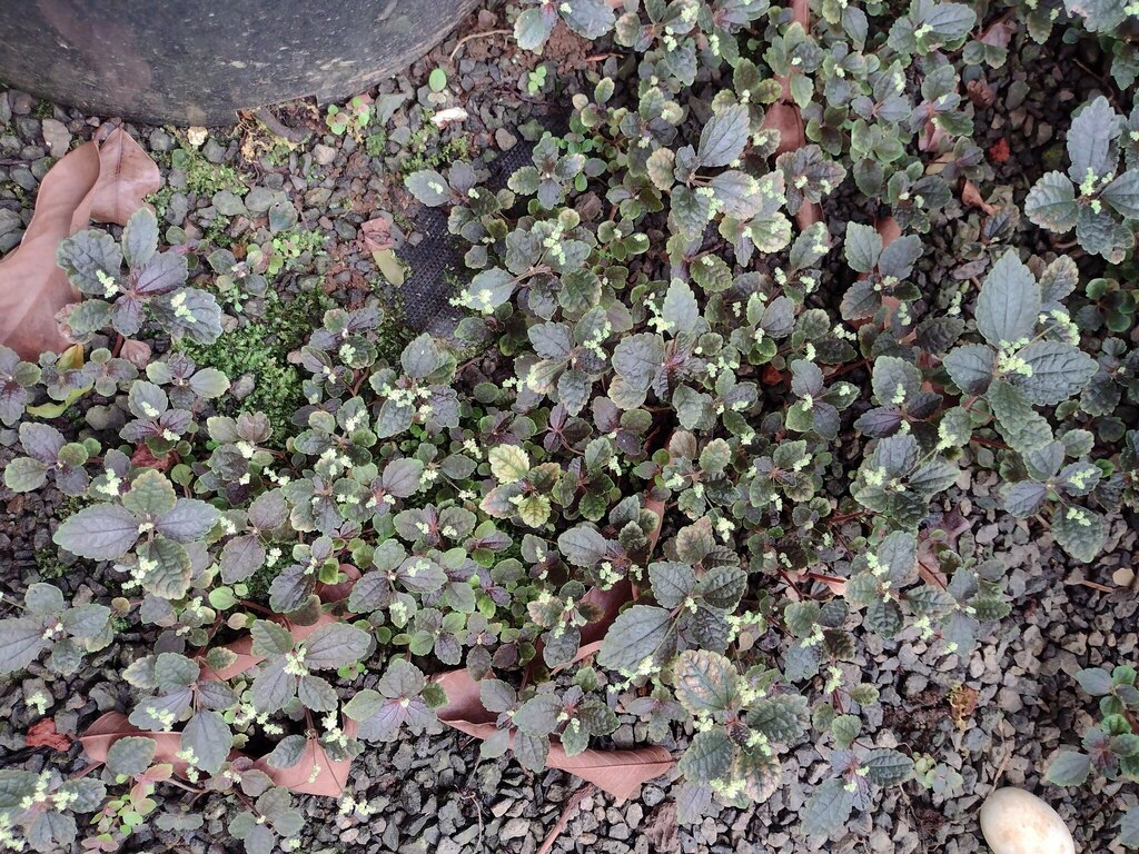 Pilea spruceana reference