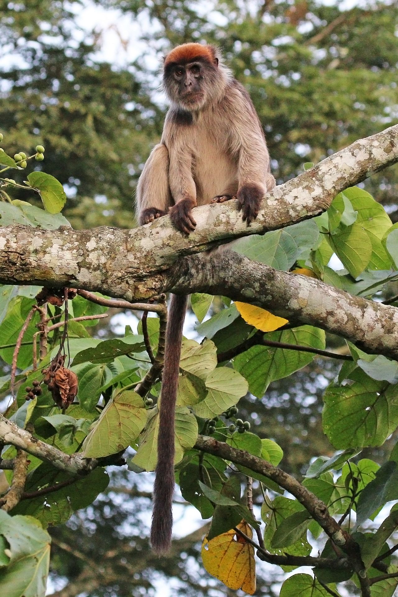 Ashy Red Colobus reference