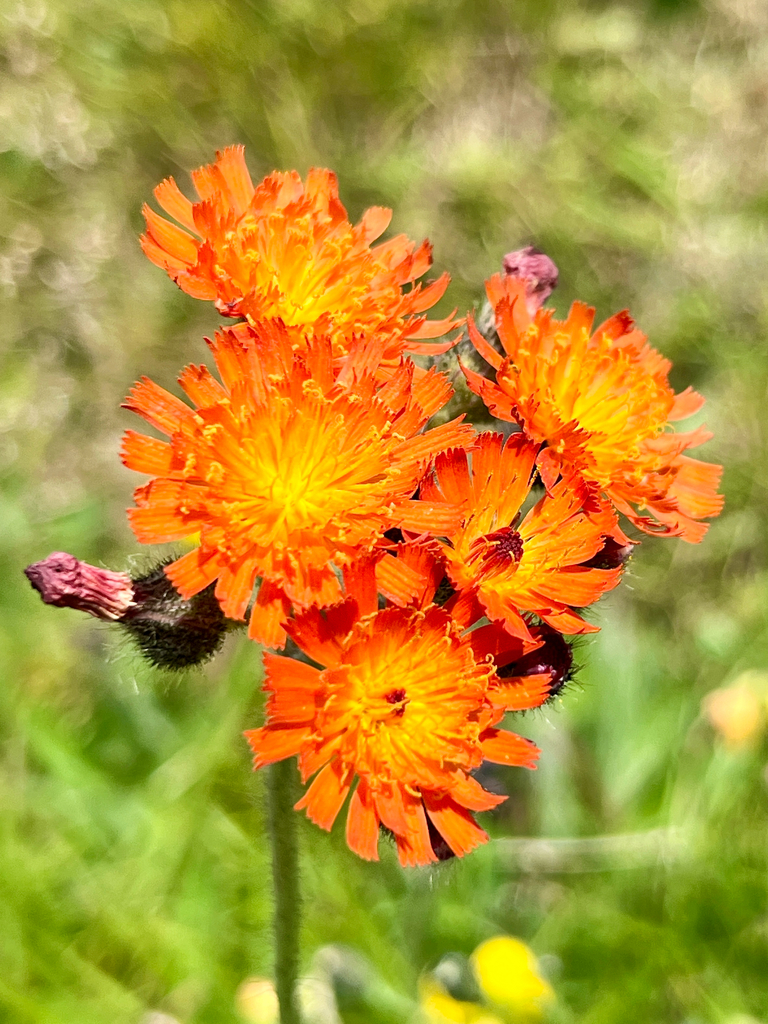 orange hawkweed reference