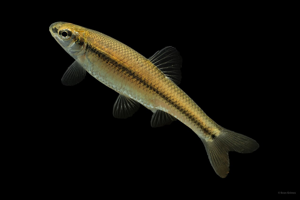 Bluntnose Minnow reference