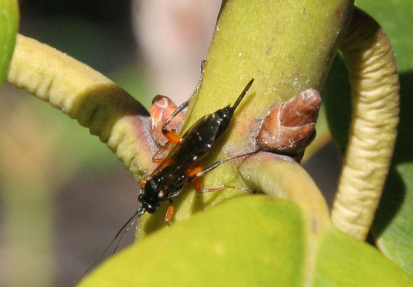 Pimpla pedalis reference