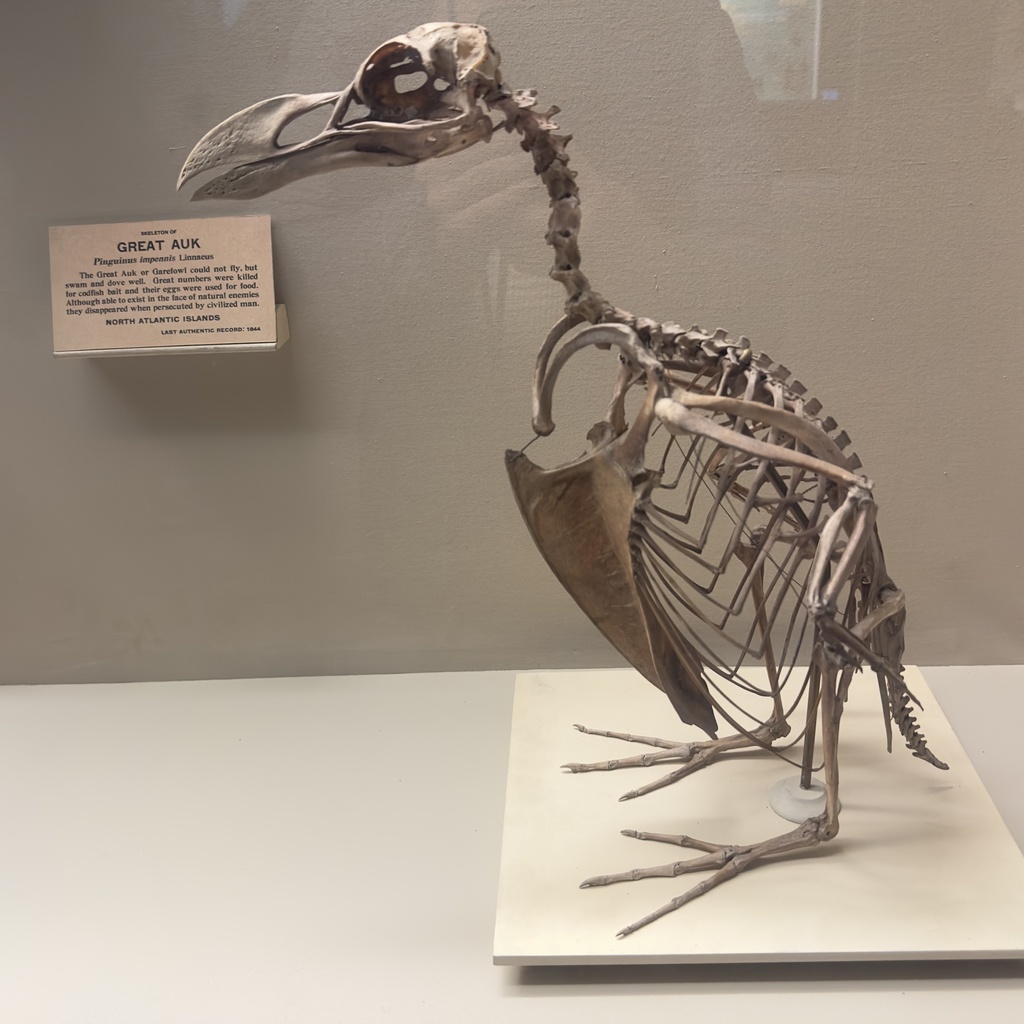 Great Auk reference
