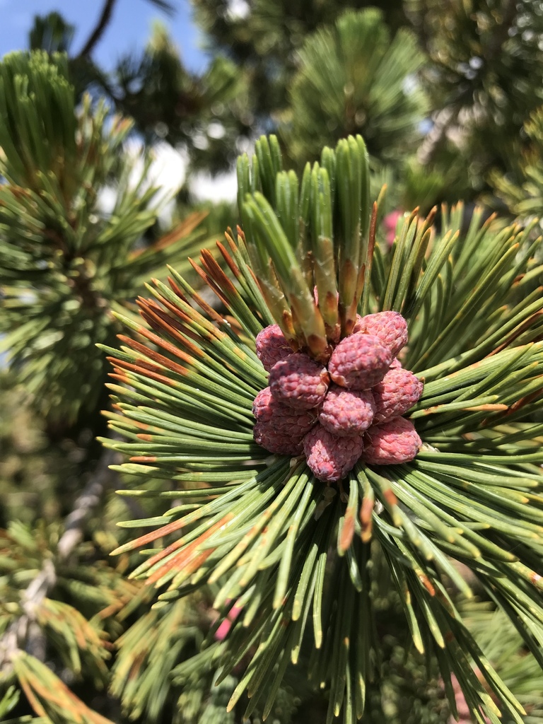Whitebark Pine reference