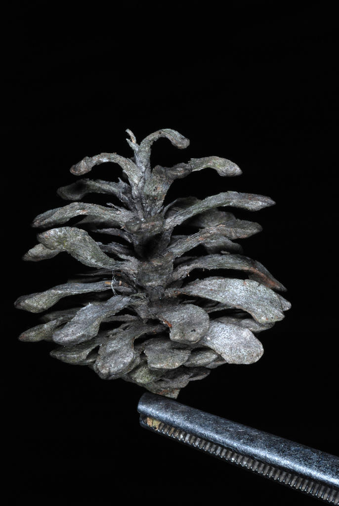 Jack pine reference