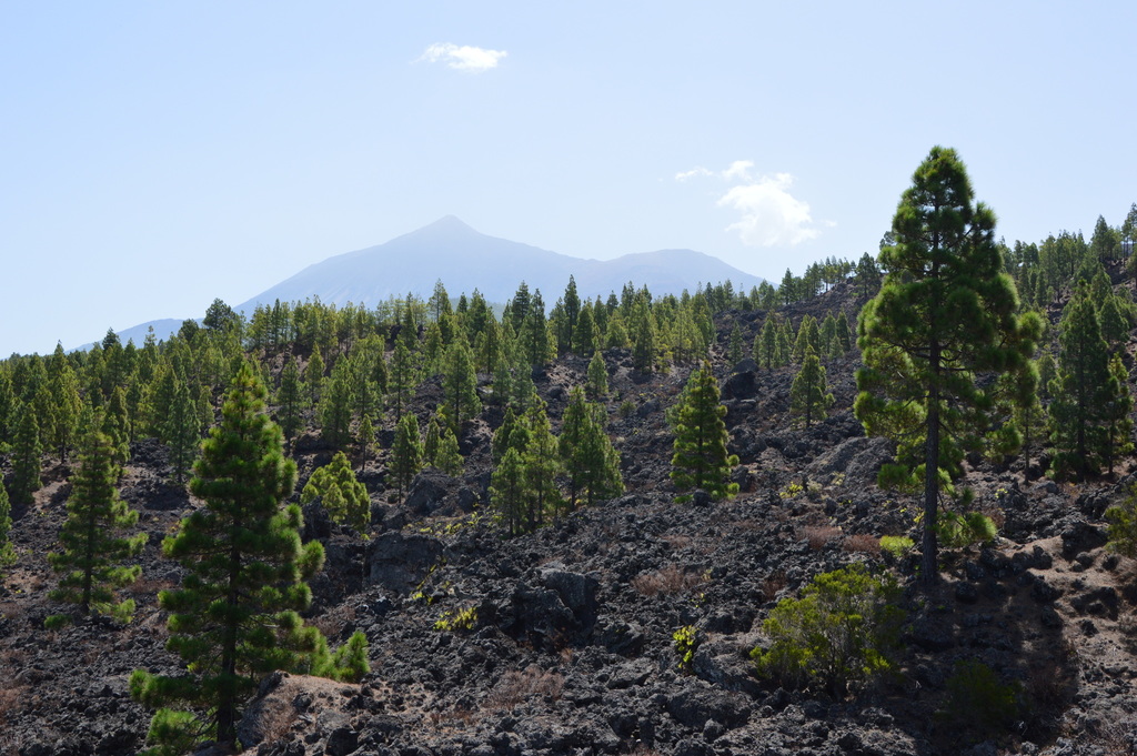 Canary Island Pine reference