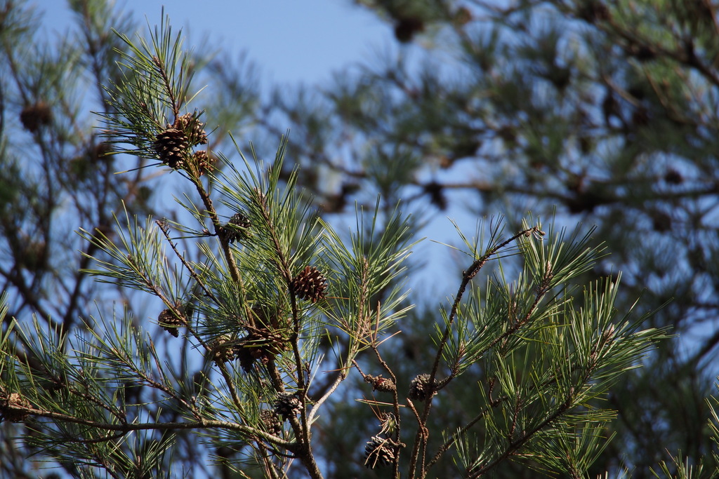 Japanese Red Pine reference