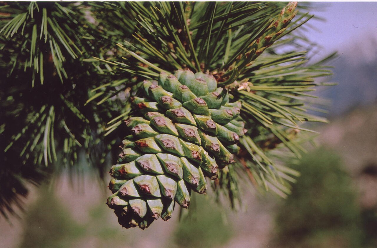 Chilgoza Pine reference