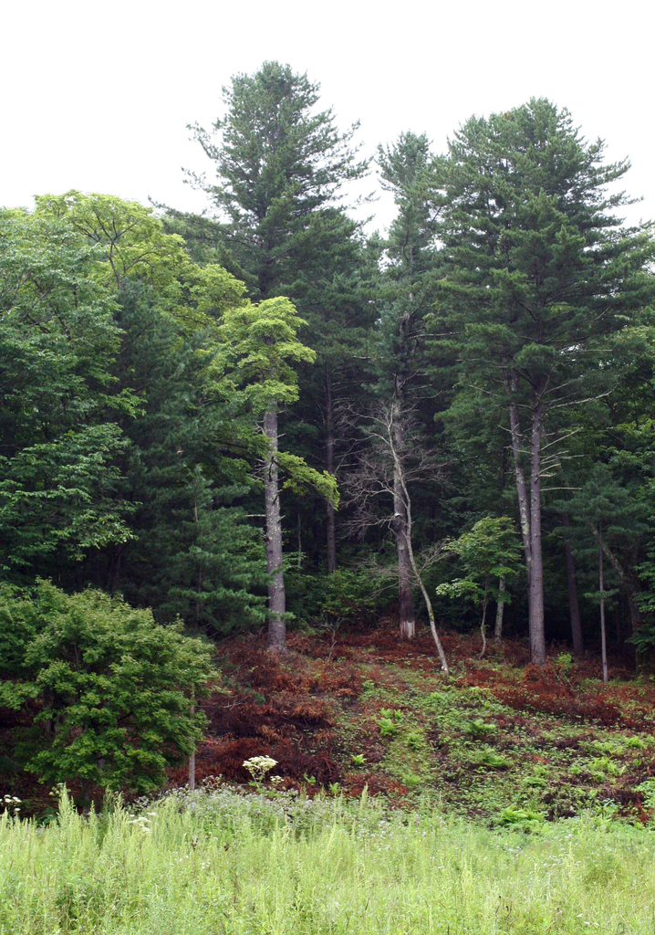 Korean Pine reference