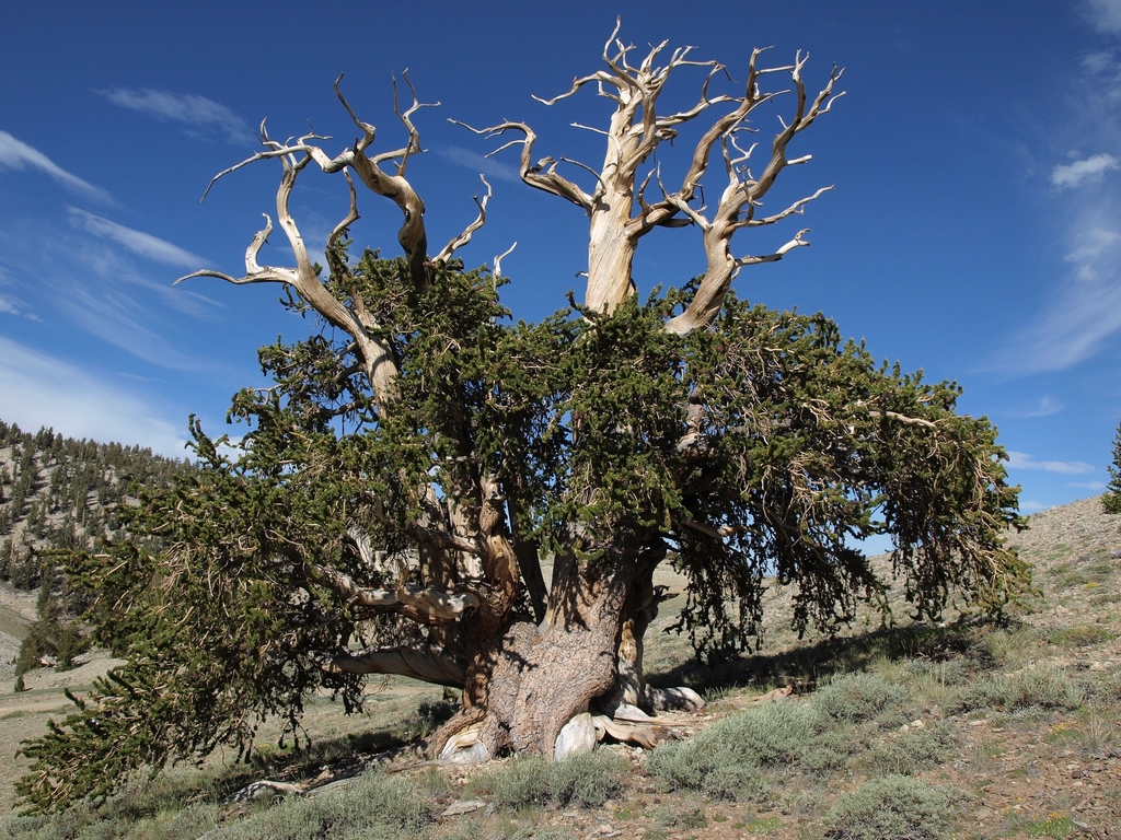 Great Basin Bristlecone Pine reference