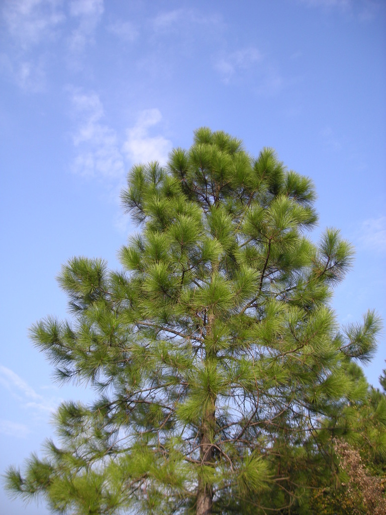 Masson's Pine reference