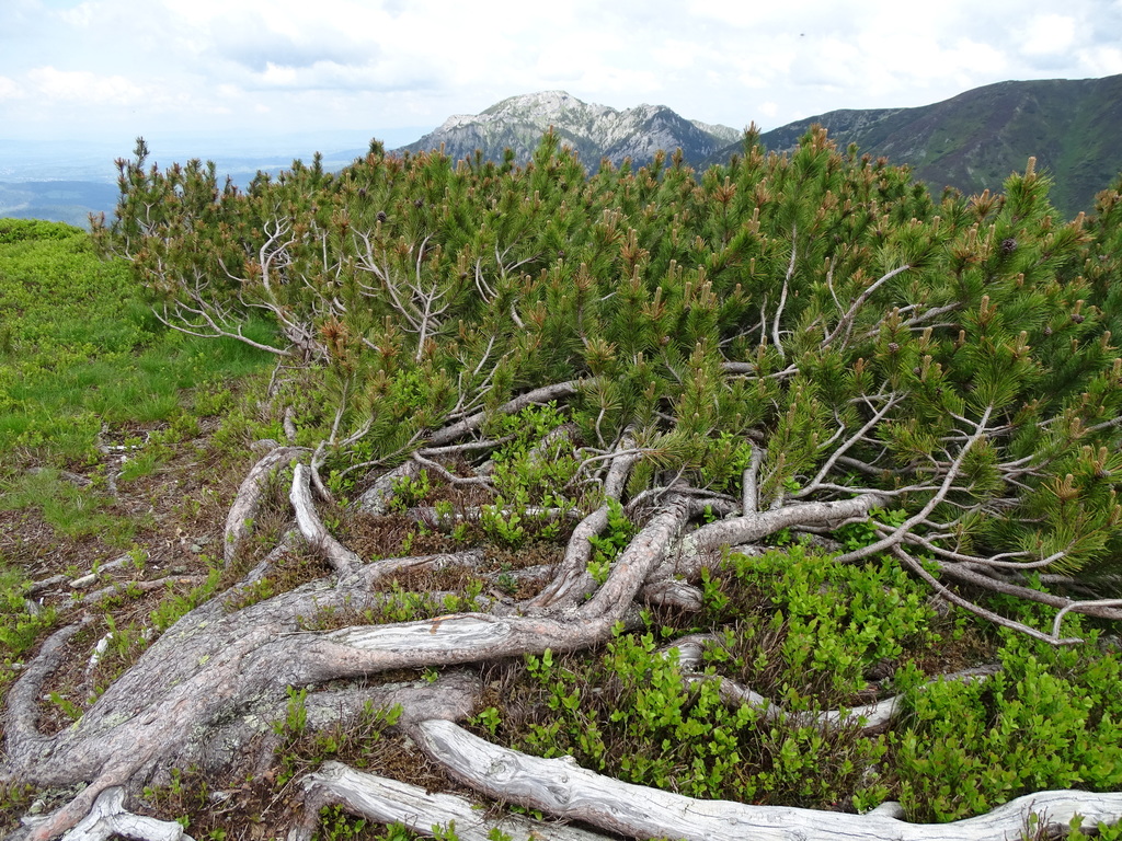 mountain pine reference