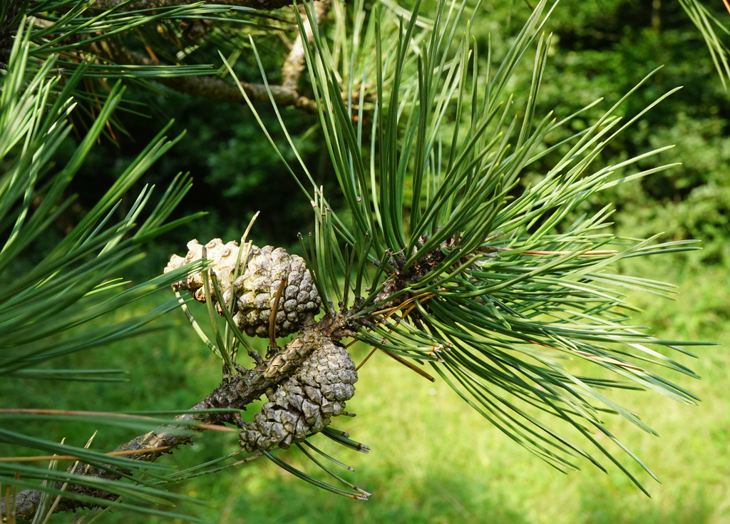 black pine reference