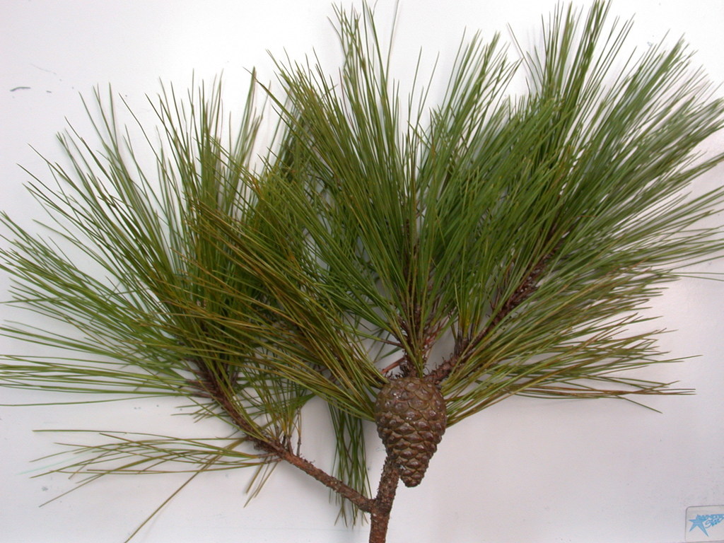 Egg-cone Pine reference