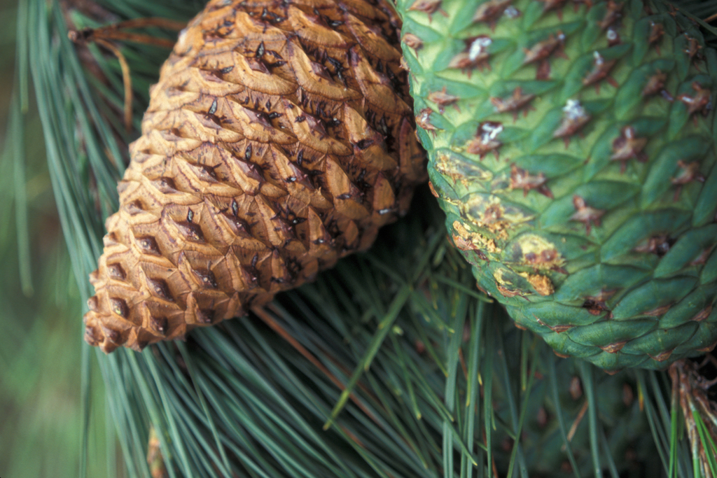 Monterey pine reference