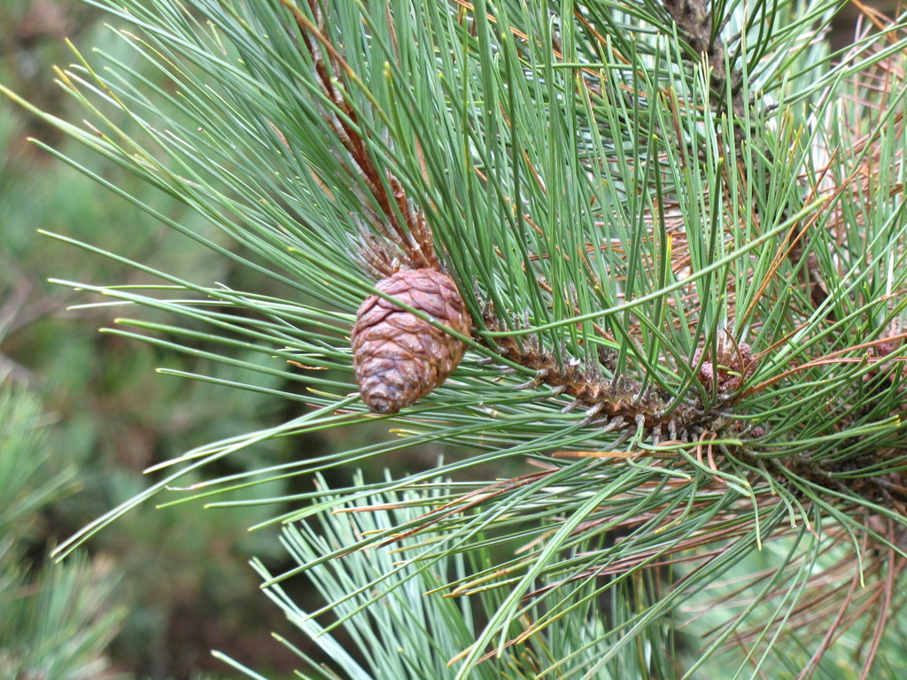 red pine reference