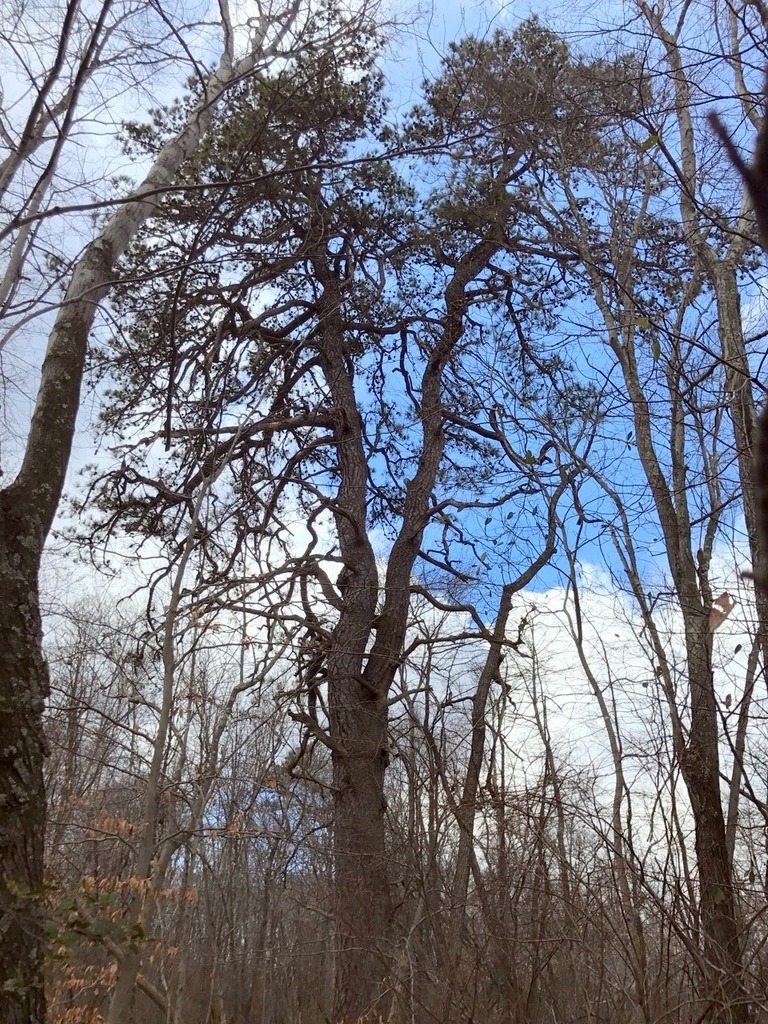 Pitch Pine reference
