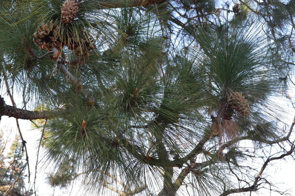 Chir pine reference
