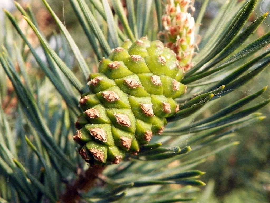 Scots Pine reference