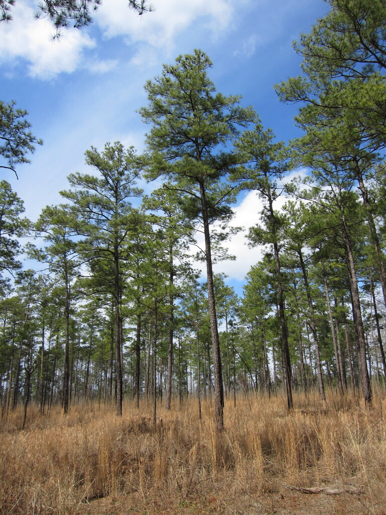 Loblolly Pine reference