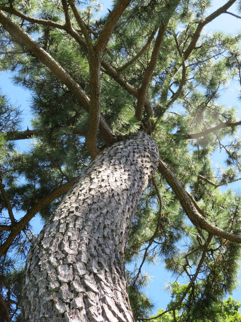 Japanese Black Pine reference