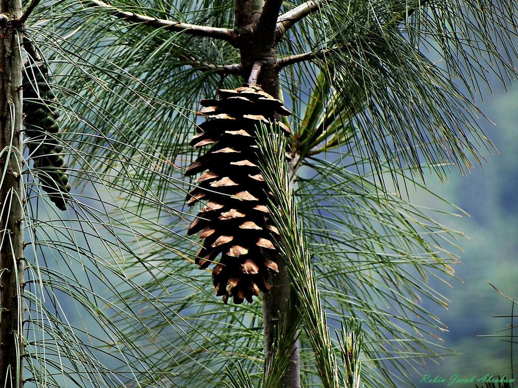 blue pine reference