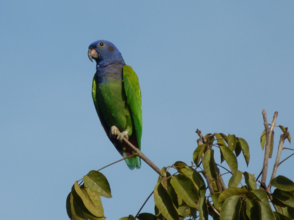 Blue-headed Parrot reference