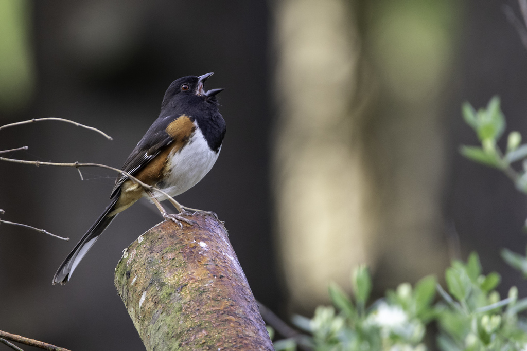 Eastern Towhee reference