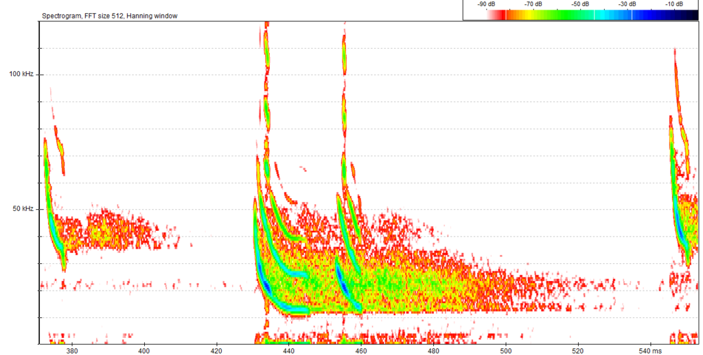 Kuhl's pipistrelle reference
