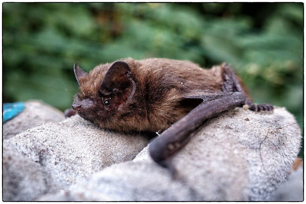 Common Pipistrelle reference