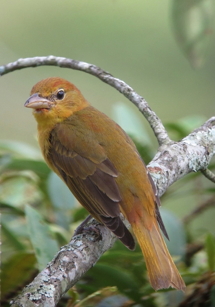 Summer Tanager reference