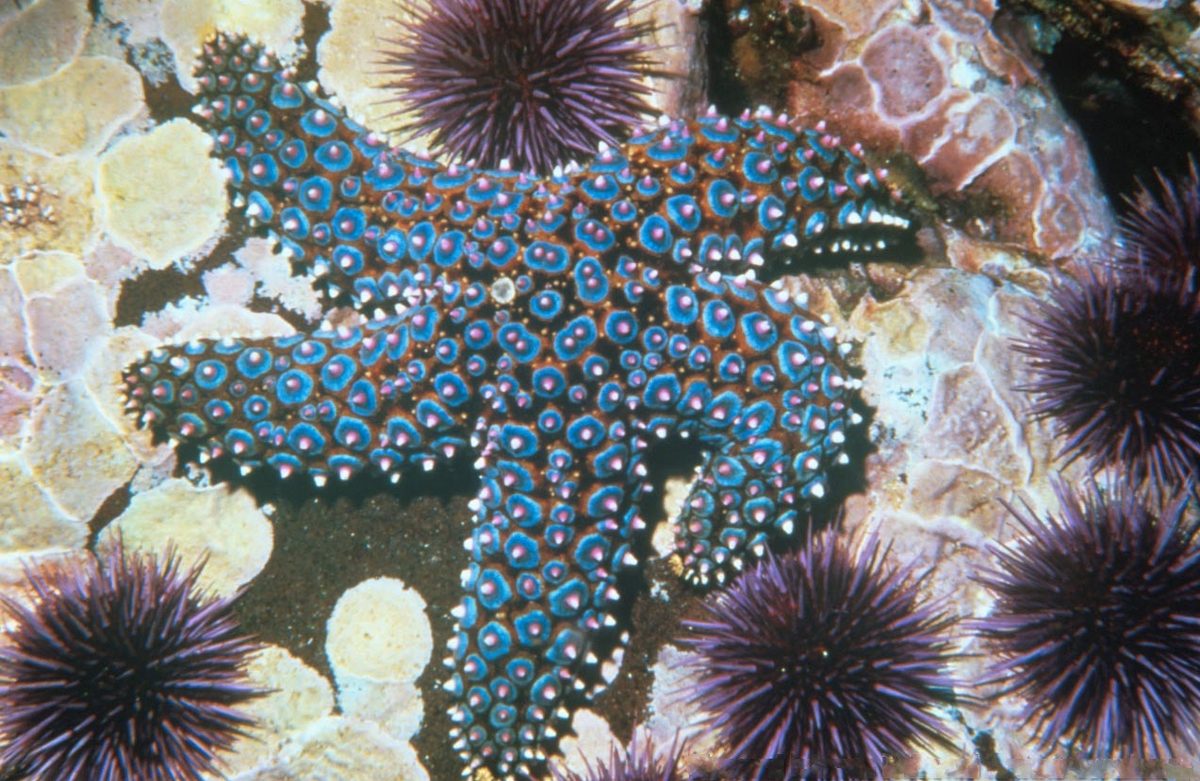 Giant Sea Star reference