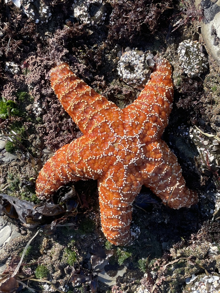 Ochre Sea Star reference