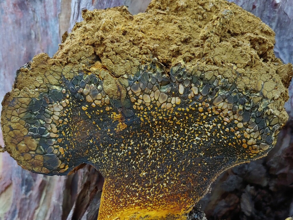 Pisolithus albus reference