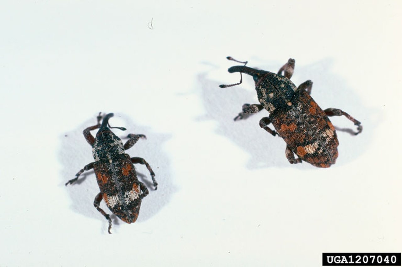 White Pine Weevil reference