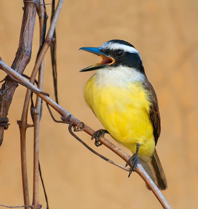 Great Kiskadee reference