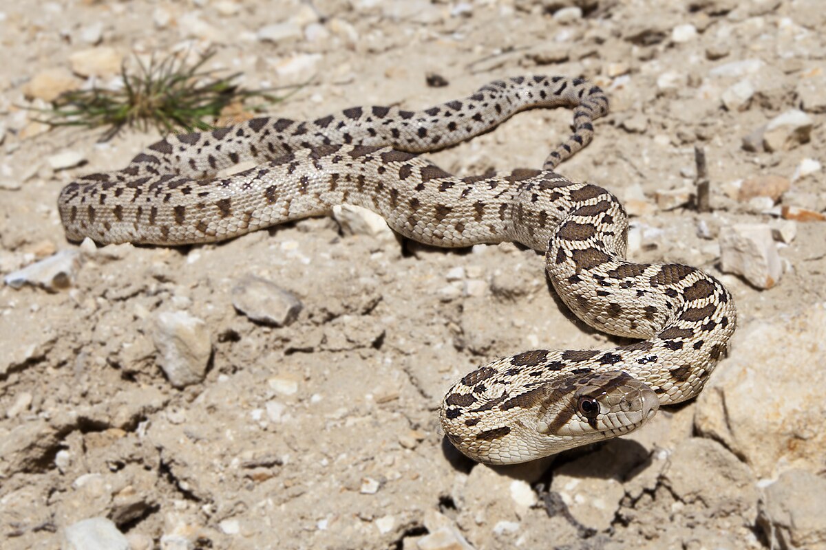 Pacific Gopher Snake reference